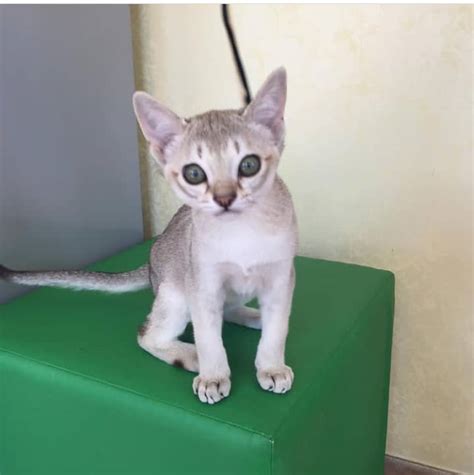 Singapura for sale - Singapura Cat breeds cost in India is ₹25000 to ₹30000. The average lifespan of Singapura cats is around 15 years. You can get a Singapura cat if you like a tiny pet kitten. Origin: Crossbreed of sable-coloured Burmese cat and the black American Shorthair cat. The Burmese Cat A Burmese Cat